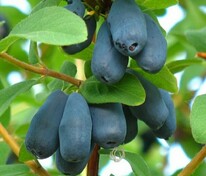 Жимолость съедобная Фиалка (Lonicera caerulea 'Fialka')