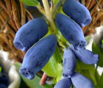 Жимолость съедобная Югана (Lonicera caerulea 'Yugana')
