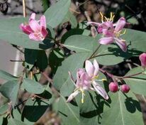 Жимолость татарская (Lonicera tatarica)
