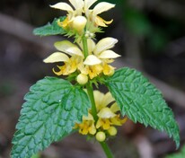 Зеленчук желтый (Lamiastrum galeobdolon)
