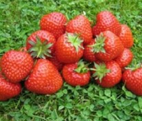 Земляника садовая Бениция (Fragaria x ananassa 'Benicia')