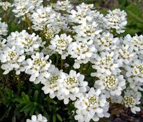 Иберис вечнозеленый Иберис (Iberis sempervirens 'Iberis')
