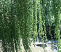 Ива Идеал (Salix 'Ideal')