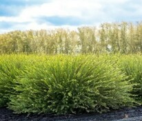 Ива гибридная Маяк-1 (Salix 'Majak-1')