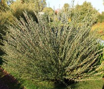 Ива пурпурная Маяк-2 (Salix purpurea 'Majak-2') (Фейерверк)