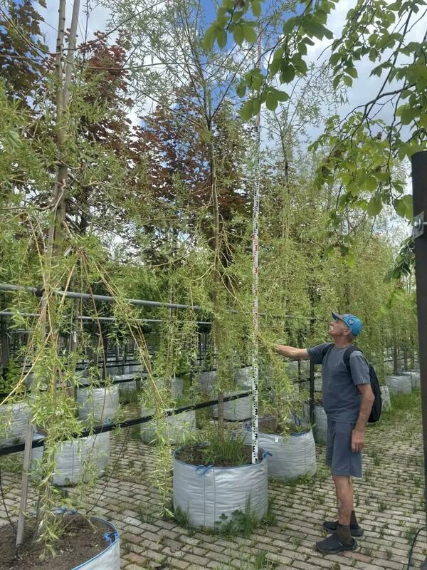 Ива Памяти Миндовского (Salix 'Pamyati Mindovskogo')