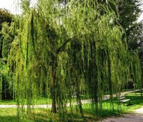 Ива Памяти Миндовского (Salix 'Pamyati Mindovskogo')