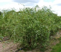 Ива Свердловская Извилистая-1 (Salix 'Sverdlovskaya Izvilistaya-1')