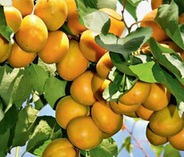 Абрикос Лель (Prunus armeniaca 'Lel')