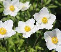 Анемона лесная (Anemone sylvestris)