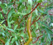 Ива Свердловская Извилистая-2 (Salix 'Sverdlovskaya Izvilistaya-2')