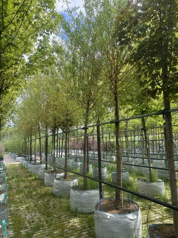 Ива Стрела Купидона (Salix 'Strela Kupidona')