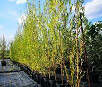 Ива Стрела Купидона (Salix 'Strela Kupidona')