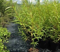 Ива Театральная (Salix 'Teatralnaya')