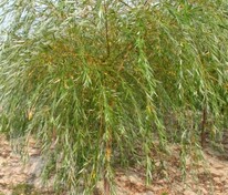 Ива Уникальная (Salix 'Unikalnaya')