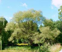 Ива Фантазия (Salix 'Fantaziya')