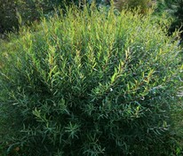Ива Шаровидный Карлик (Salix 'Sharovidny Karlik')