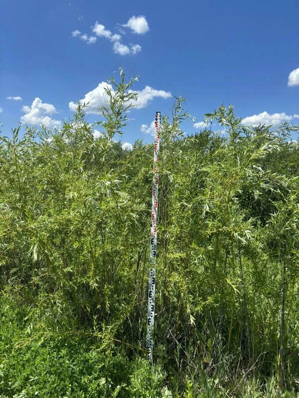 Ива белая (серебристая) (Salix alba)