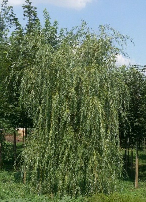 Ива белая (серебристая) (Salix alba)