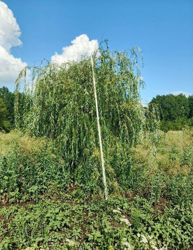 Ива белая (серебристая) (Salix alba)