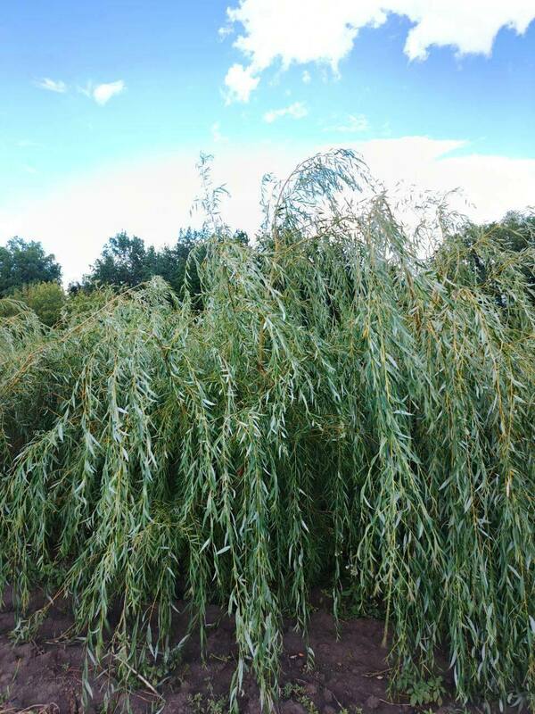 Ива белая (серебристая) (Salix alba)