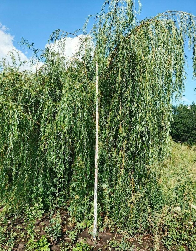 Ива белая (серебристая) (Salix alba)