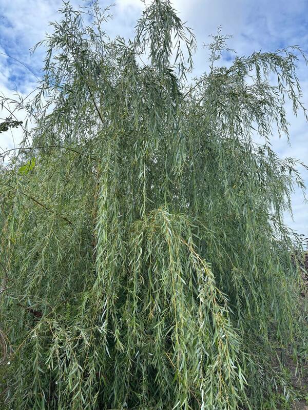 Ива белая (серебристая) (Salix alba)
