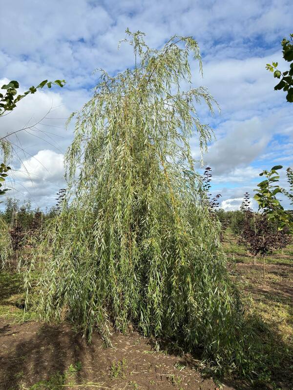 Ива белая (серебристая) (Salix alba)