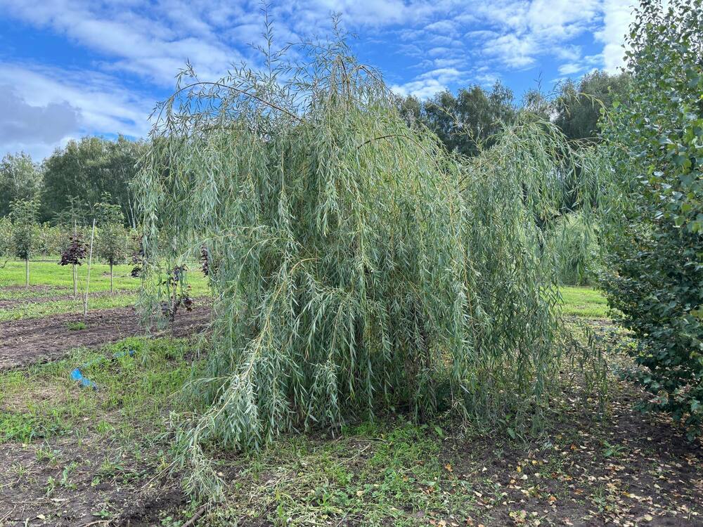 Ива белая (серебристая) (Salix alba)