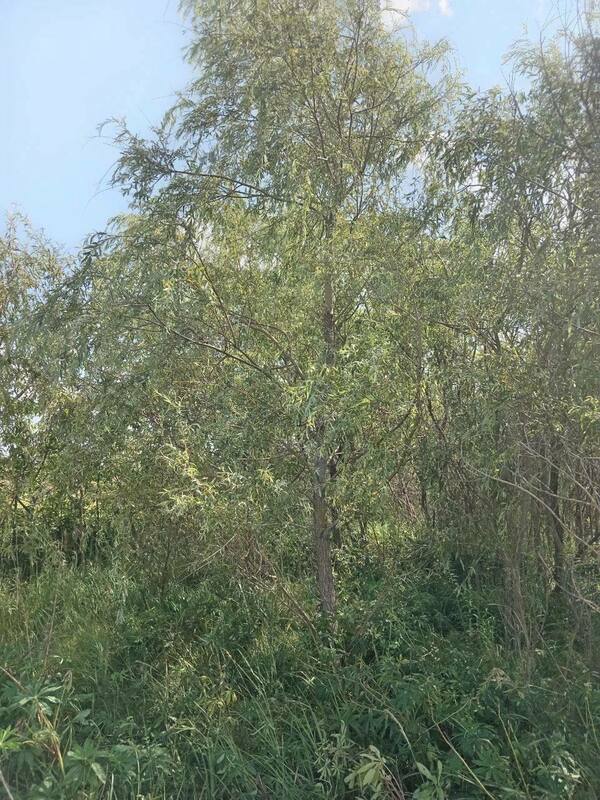 Ива белая (серебристая) (Salix alba)