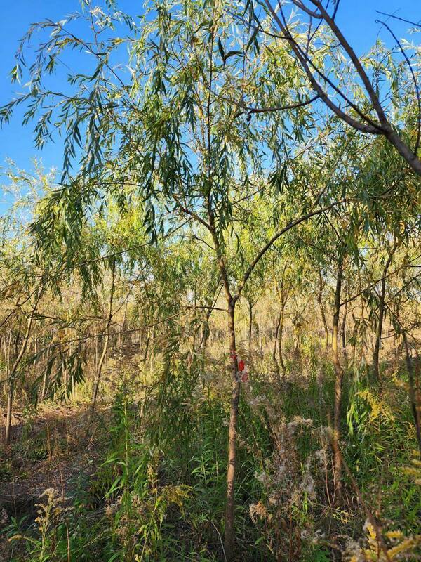 Ива белая (серебристая) (Salix alba)