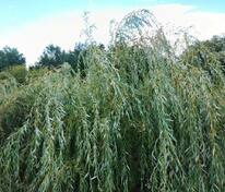 Ива белая (серебристая) (Salix alba)
