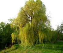 Ива белая Олимпийский огонь (Salix alba 'Olimpiyskiy Ogon')