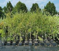 Ива белая Шаровидный Карлик (Salix alba 'Sharovidny Karlik')