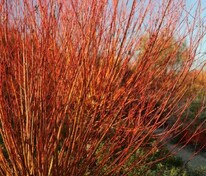Ива белая Чермезина (Salix alba 'Chermesina')