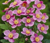 Анемона хубейская Прекокс (Anemone hupehensis 'Praecox')