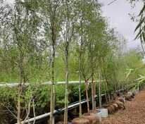 Ива вавилонская (плакучая) (Salix babylonica)