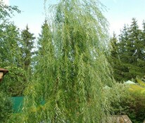 Ива Водопад (Salix 'Vodopad')