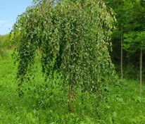 Ива гибридная Плакучий гном (Salix 'Plakuchiy Gnom')