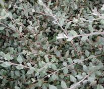 Ива Глаука Калликарпа Хальт (Salix glauca var. callicarpa 'Halt')
