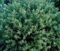 Ива каспийская (Salix caspica)