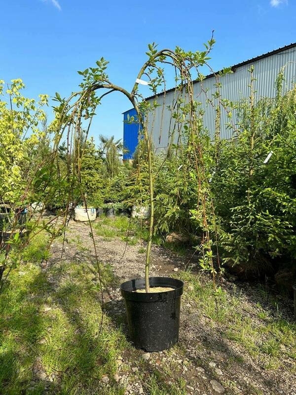 Ива козья (Salix caprea)