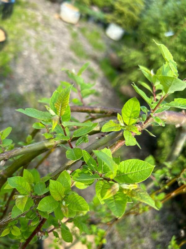 Ива козья (Salix caprea)