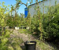 Ива козья (Salix caprea)