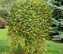 Ива козья Килмарнок (Salix caprea 'Kilmarnok')