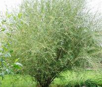 Ива Ледебура ф. курайская (Salix ledebouriana f. kurajskaya)