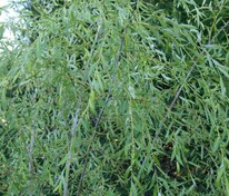 Ива Ледебура Пендула Снежный шар (Salix ledebouriana 'Snezhnyj Shar') (Пендула)