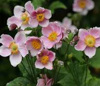 Анемона японская (Anemone japonica)