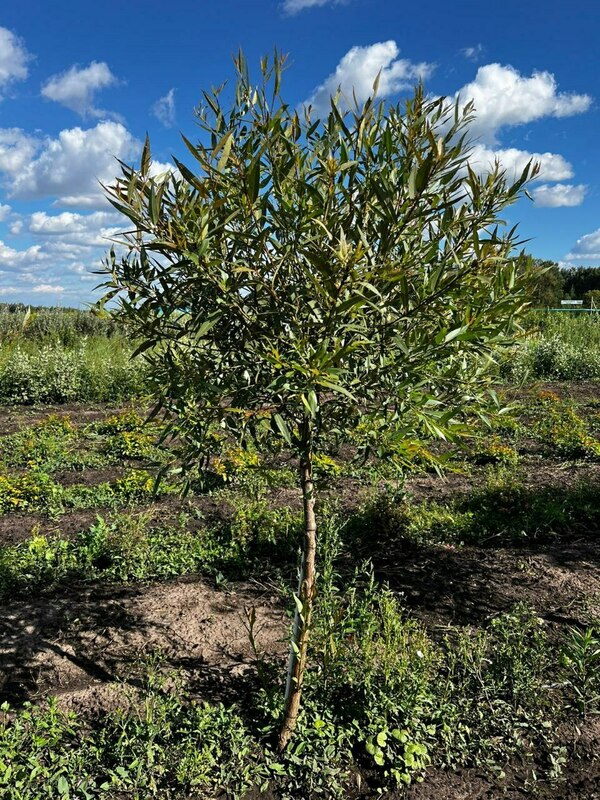 Ива ломкая Буллата (Salix fragilis 'Bullata')