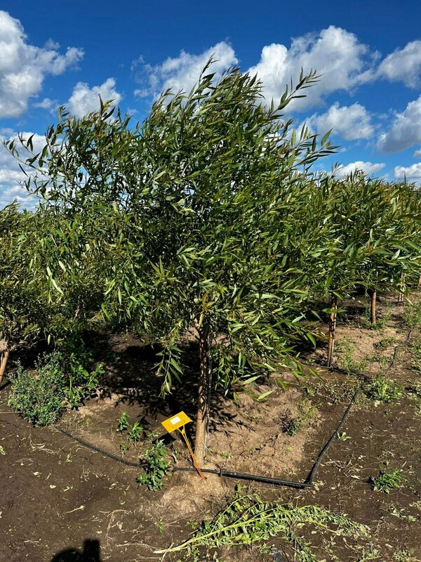 Ива ломкая Буллата (Salix fragilis 'Bullata')